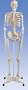 Plastic Human Skeleton