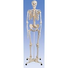 Plastic Human Skeleton