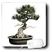 Boehm Photography Flora - Bonsai - Mouse Pads