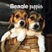   - Beagle Puppies 2008 Mini Wall Calendar - MINI WALL CALENDARS