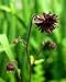 Garden Perennial-Aquilegia 'Black Barlow' P9