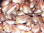 100 Mixed Size Dubia Roaches