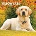 Yellow Labrador Retrievers 2009 Wall Calendar