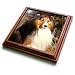 Dogs Sable Border Collies - Sable Border Collie - Trivets