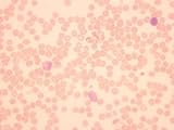 Fisher Science Education Histology Microscopic Slide: Blood Smear, WR Stain; Human