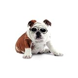 Doggles Dog Goggles ILS With Skull Crossbones/ Smoke Lens - Small