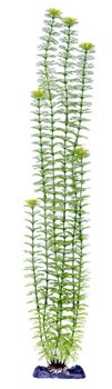 22 inch Artificial Green Ambulia Plant with Heavy Weight Base