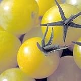 Lollipop Tomato 25 Seeds - NEW - LEMONY FLAVOR!