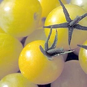 Lollipop Tomato 25 Seeds - NEW - LEMONY FLAVOR!