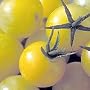 Lollipop Tomato 25 Seeds - NEW - LEMONY FLAVOR!
