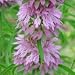 Lemon Mint (Monarda citriodora) - Jumbo Wildflower Seed Packet