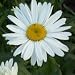 Chrysanthemum maximum (Shasta Daisy) - Bulk Wildflower Seeds