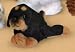 Four Paw Doberman Fuzzy Town Dog Magnet