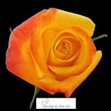 2 Dozen Long Stem Yellow Fresh Roses Plus FREE FedEx Shipping