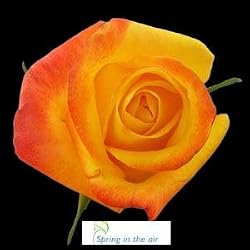 2 Dozen Long Stem Yellow Fresh Roses Plus FREE FedEx Shipping