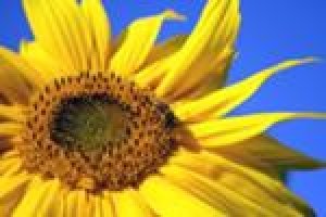 Sonnenblumenkerne, geschält 25 kg