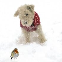 Christmas cards - Snow Dog - 8 charity Christmas cards. 35p goes to Mind