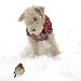 Christmas cards - Snow Dog - 8 charity Christmas cards. 35p goes to Mind