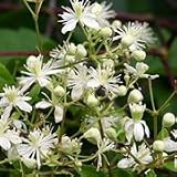 Virgin's Bower (Clematis virginiana) - Jumbo Wildflower Seed Packet