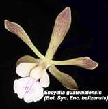Encyclia belizensis 646S Currently known as Encyclia guatemalense