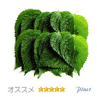 【焼肉素材/野菜】えごまの葉20枚