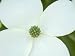 Oriental Dogwood Tree Flower (Cornus Kousa) Photographic Poster Print, 24x18
