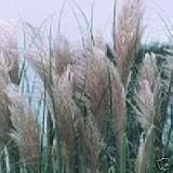 PINK PAMPAS GRASS -20 Seeds- Cortaderia selloana rosea