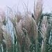 PINK PAMPAS GRASS -20 Seeds- Cortaderia selloana rosea