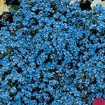 Forget-Me-Not Spring Symphony Blue Seeds (1 Pkt - 400 seeds)