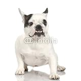 IMAGE OF Wallmonkeys Peel and Stick Wall Decals - French Bulldog Adult in Front of a White Background. - 48