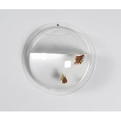 Boom Hemisphere Wall-Mount Fish Bowl, Clear