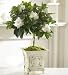 Plants - Plants by 1800Flowers - Gardenia Topiary