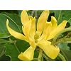 Joy Perfume Fragrant Himalayan Champaca 5 Seed-Michelia