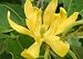 Joy Perfume Fragrant Himalayan Champaca 5 Seed-Michelia