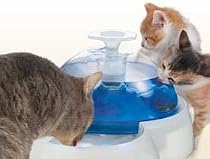 Catit Water Drinking Fountain With Food Bowl For Cats