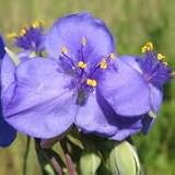 Ohio Spiderwort (Tradescantia ohiensis) - Jumbo Wildflower Seed Packet