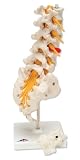 3B Scientific Lumbar Spinal Column with