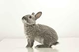 Rabbit - 18