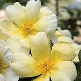 31kNUmac3CL. SL160  Sunny Knock Out Rose   Disease Resistant  Yellow Blooms