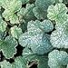 Rubus calycinoides (Rubus pentalobus, Creeping Raspberry, Emerald Carpet, Creeping Br...