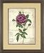 Rose Royale No Count Cross Stitch Kit