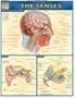 Senses (Quickstudy: Academic)