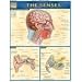 Senses (Quickstudy: Academic)