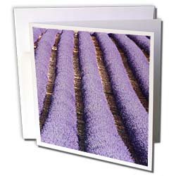 Danita Delimont - Provence - France, Provence. Rows of lavender in bloom - EU09 BTH0017 - Brenda Tharp - Greeting Cards-6 Greeting Cards with envelopes On Sale