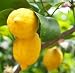 Lemon Essential Oil (1oz) - origin Italy -30ml