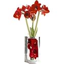Flower In A Bag - Amaryllis Ready to Grow Bulb