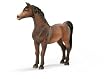 Arabian Stallion