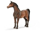 Arabian - Stallion