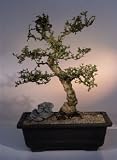 Fukien Tea Bonsai Tree - Small Leaf .(ehretia microphylla)
