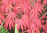 Review   / 1.5m Japanese Maple Plant - Acer Palmatum Trompenburg